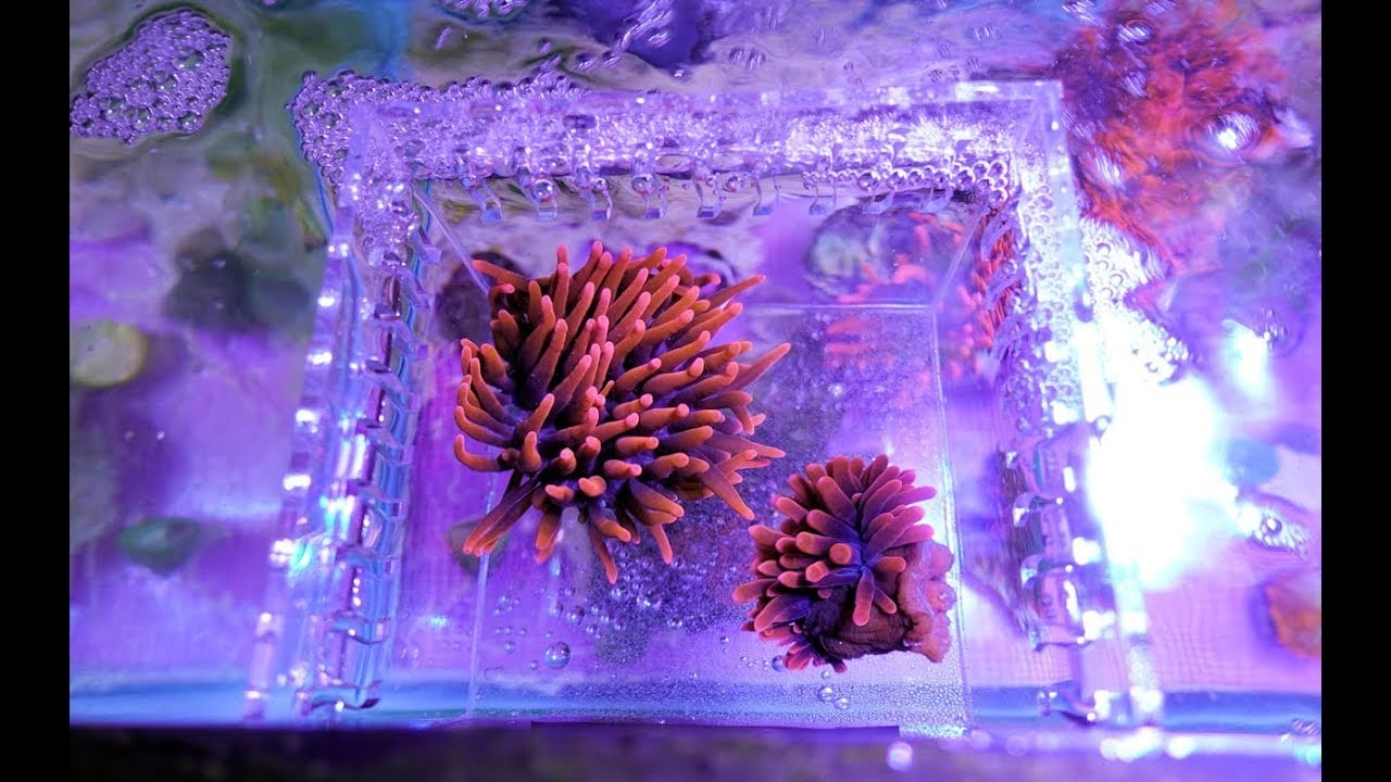Oceanbox Designs' Anemone Box 4K
