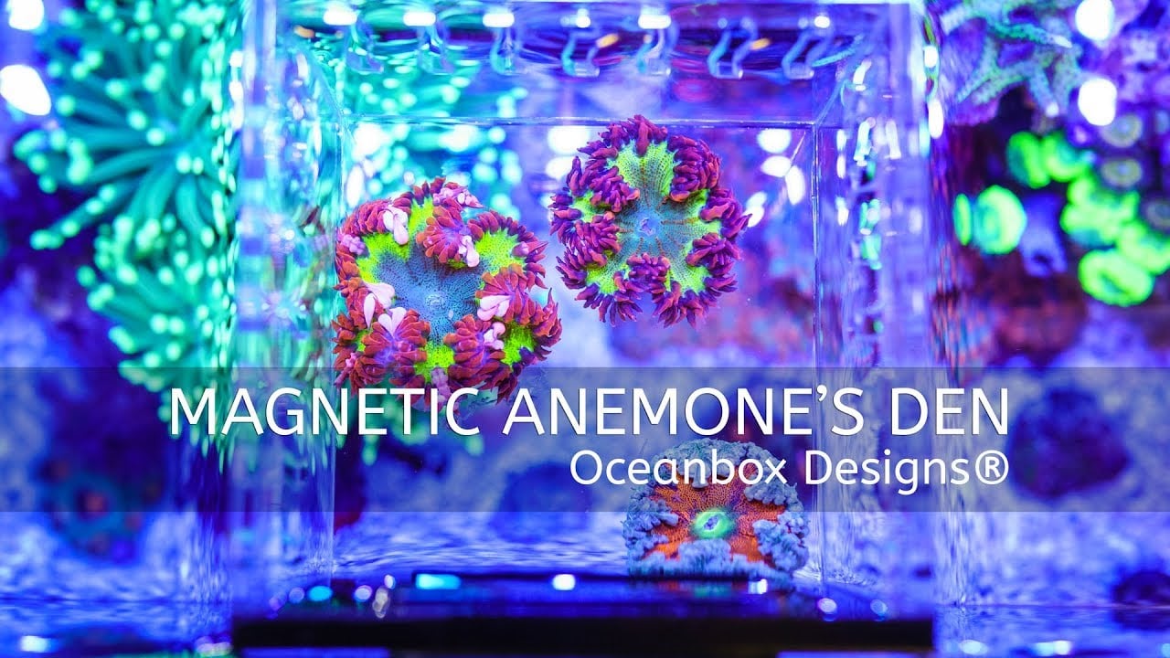 Magnetic Anemone's Den / Shroom Box