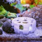 Jack-O-Barrel-Softies-Saver-OceanboxDesigns-2