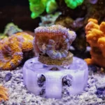 Jack-O-Barrel-Softies-Saver-OceanboxDesigns-3