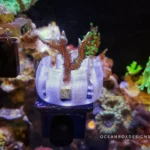 Jack-O-Barrel-Softies-Saver-OceanboxDesigns-4