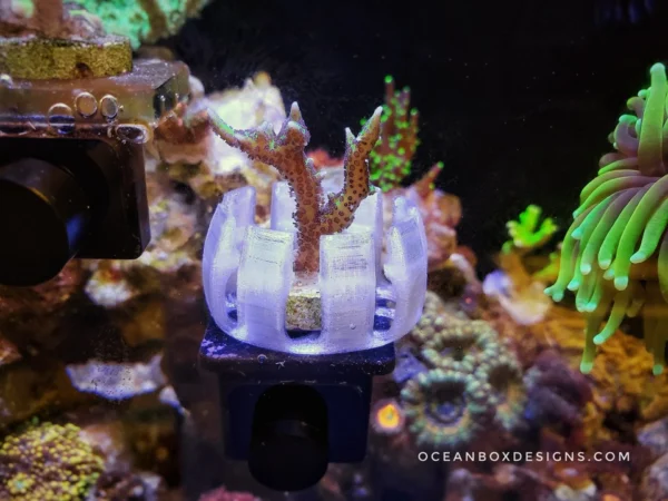 Jack-O-Barrel-Softies-Saver-OceanboxDesigns-4