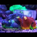 ReefLens-MKII-PRO-Photo1-OceanboxDesigns