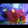 ReefLens-MKII-PRO-Photo2-OceanboxDesigns