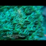 ReefLens-MKII-PRO-Photo3-OceanboxDesigns