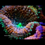 ReefLens-MKII-PRO-Photo4-OceanboxDesigns