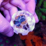 Jack-O-Lantern-Softies-Saver-Kit-OceanboxDesigns-04