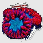 Blastomussa-Wellsi-NFT437-OceanboxDesigns