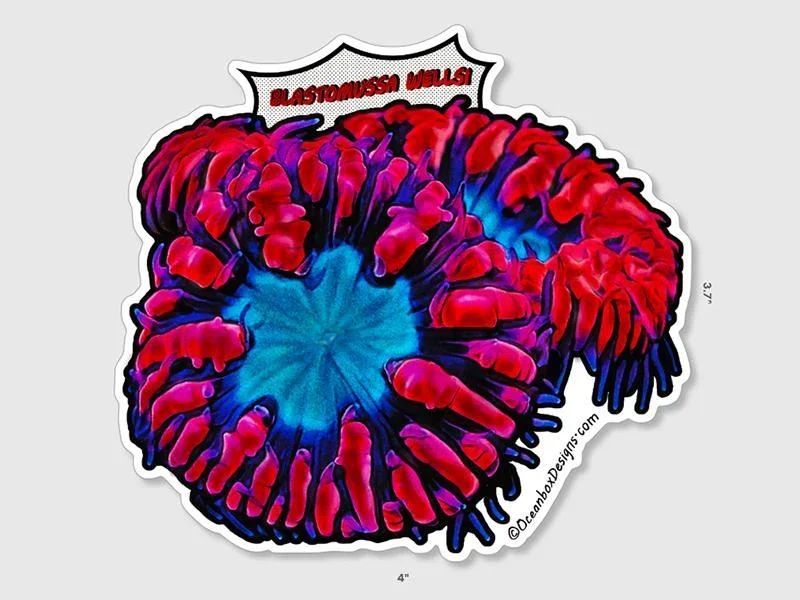Blastomussa-Wellsi-NFT437-OceanboxDesigns