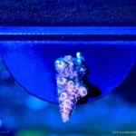 Frag-Solo-Magnetic-Grow-Out-Frag-Rack-1