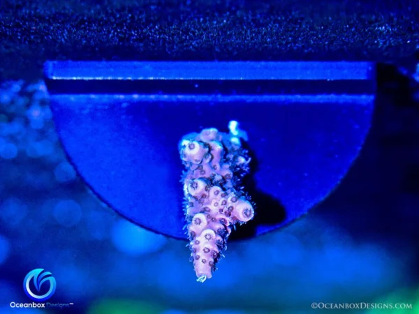 Frag-Solo-Magnetic-Grow-Out-Frag-Rack-1