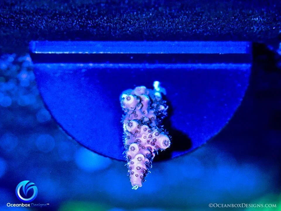 Frag-Solo-Magnetic-Grow-Out-Frag-Rack-1