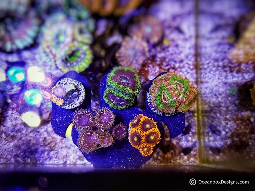 TridentRack Magnetic Pico Frag Rack – Oceanbox Designs