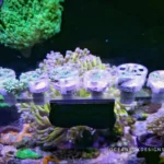 Softies-Savers-4-OceanboxDesigns