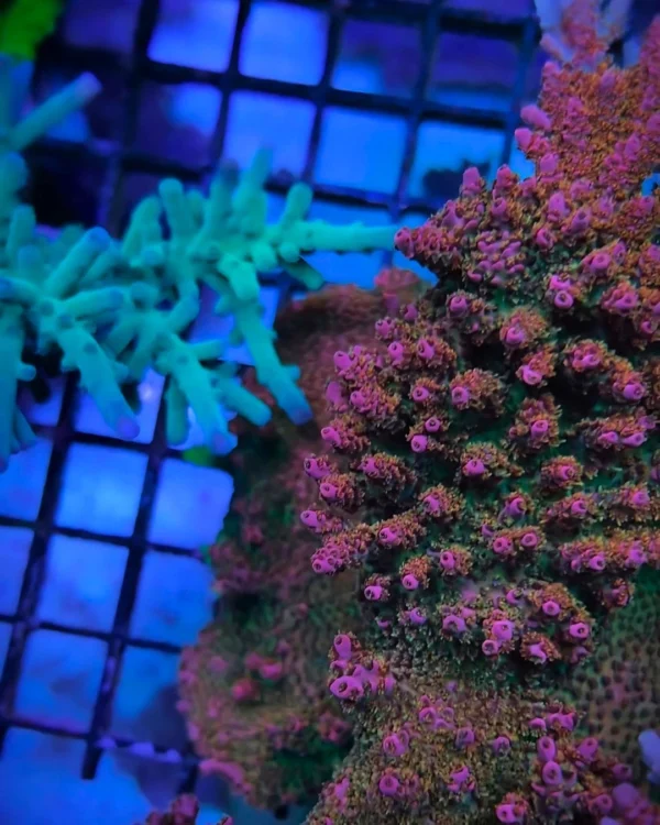 RECMini Snorkel MKII Coral Lens – Oceanbox Designs