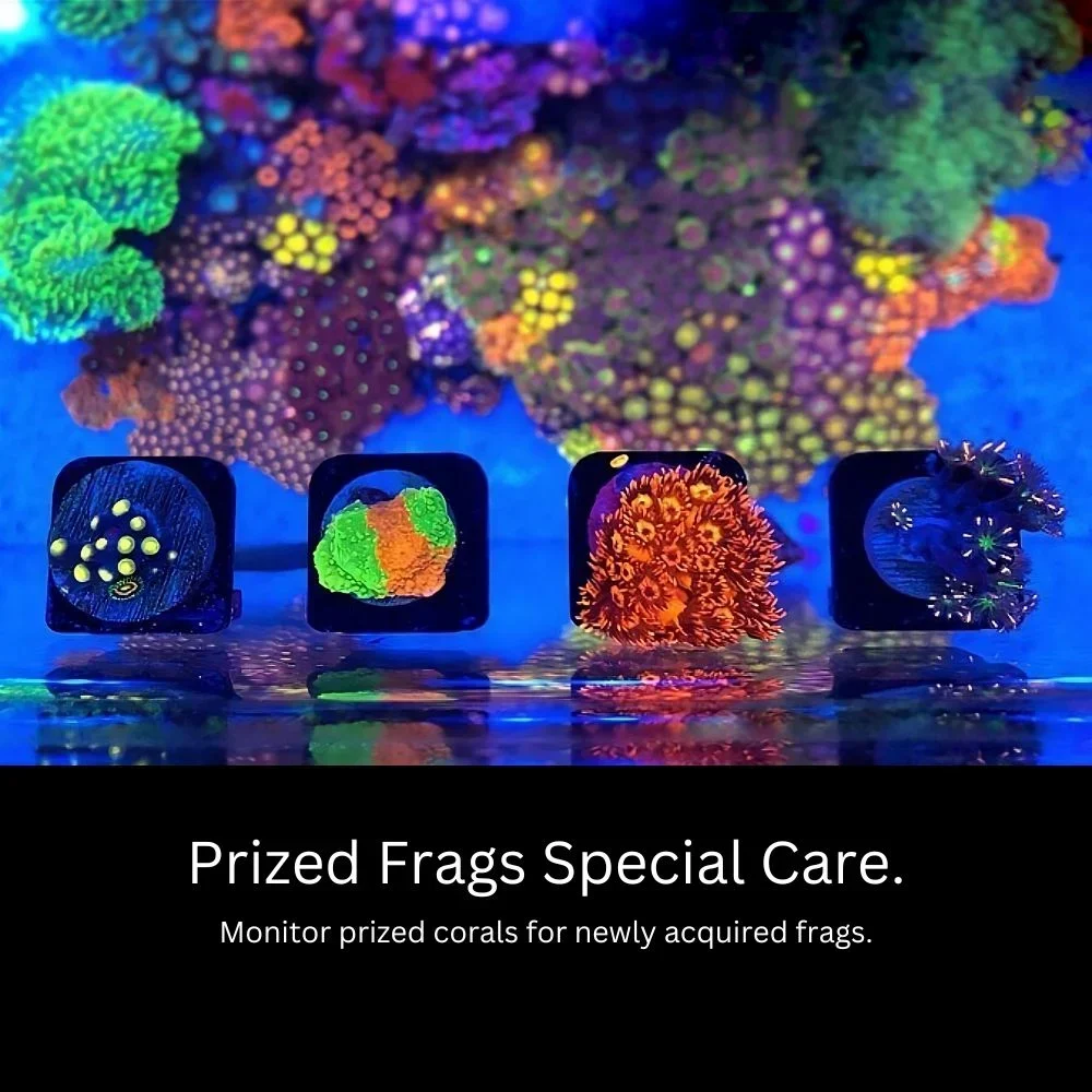 CoralOne-Single-Magnetic-Frag-Rack-Care-OceanboxDesigns