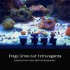 CoralOne-Single-Magnetic-Frag-Rack-Growout-OceanboxDesigns