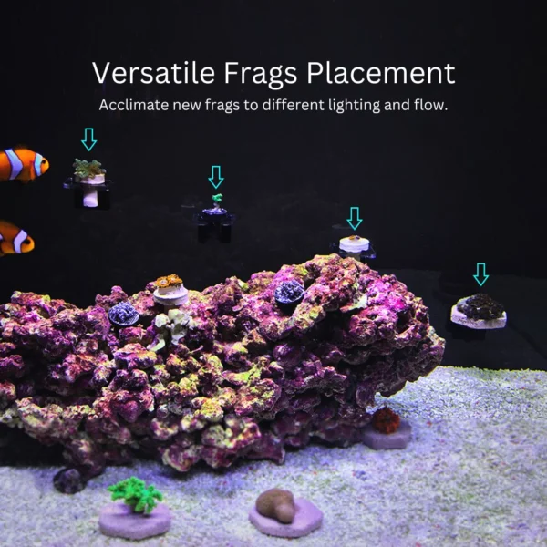 CoralOne-Single-Magnetic-Frag-Rack-Placement-OceanboxDesigns